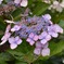 紫陽花の涙