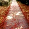 昨年の秋の紅葉