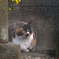 守護猫