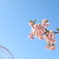 青にピンク。