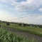 秋空と凧