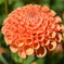 みえる？ハート型の花びら