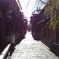 IMGP0445