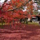 紅葉をカバー