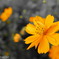 Ｙｅｌｌｏｗ 