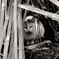 捨て猫