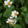 よくある花みっけ