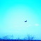 Blue bird