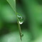 Rain Drop