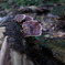 Ganoderma lucidum