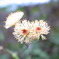 Taraxacum