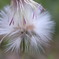 Taraxacum