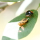 テントウムシの脱皮？？？