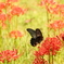 花と咲くのがこの世なら　DSC07784