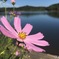池花秋桜