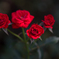 情熱の薔薇