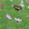秋桜に舞う