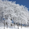 雪樹（八海山）