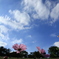 秋の空にコスモス