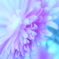 水中花