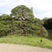 一つ松 in 小石川後楽園