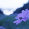 ゆれる秋桜