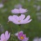 秋桜