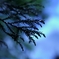 朝がくる