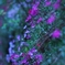 花の世界