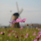 秋桜