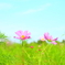 COSMOS FAMILY　♪