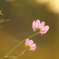 黄昏COSMOS　