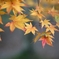24-105-5d　用作公園 