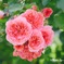 秋の薔薇