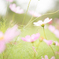 Cosmos