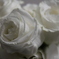 whiterose