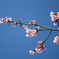 青空と桜