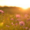 夕に染まる秋桜