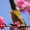 春見鶏