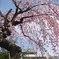 隣の垂れ桜