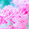 彼岸花