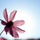 秋桜