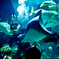 水族館