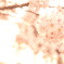 桜の季節