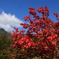 新穂高　紅葉
