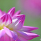 dahlia