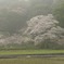 龍根来 014