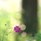 公園　花の丘のコスモス　７