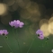 公園　花の丘のコスモス　８