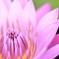 purity of heart